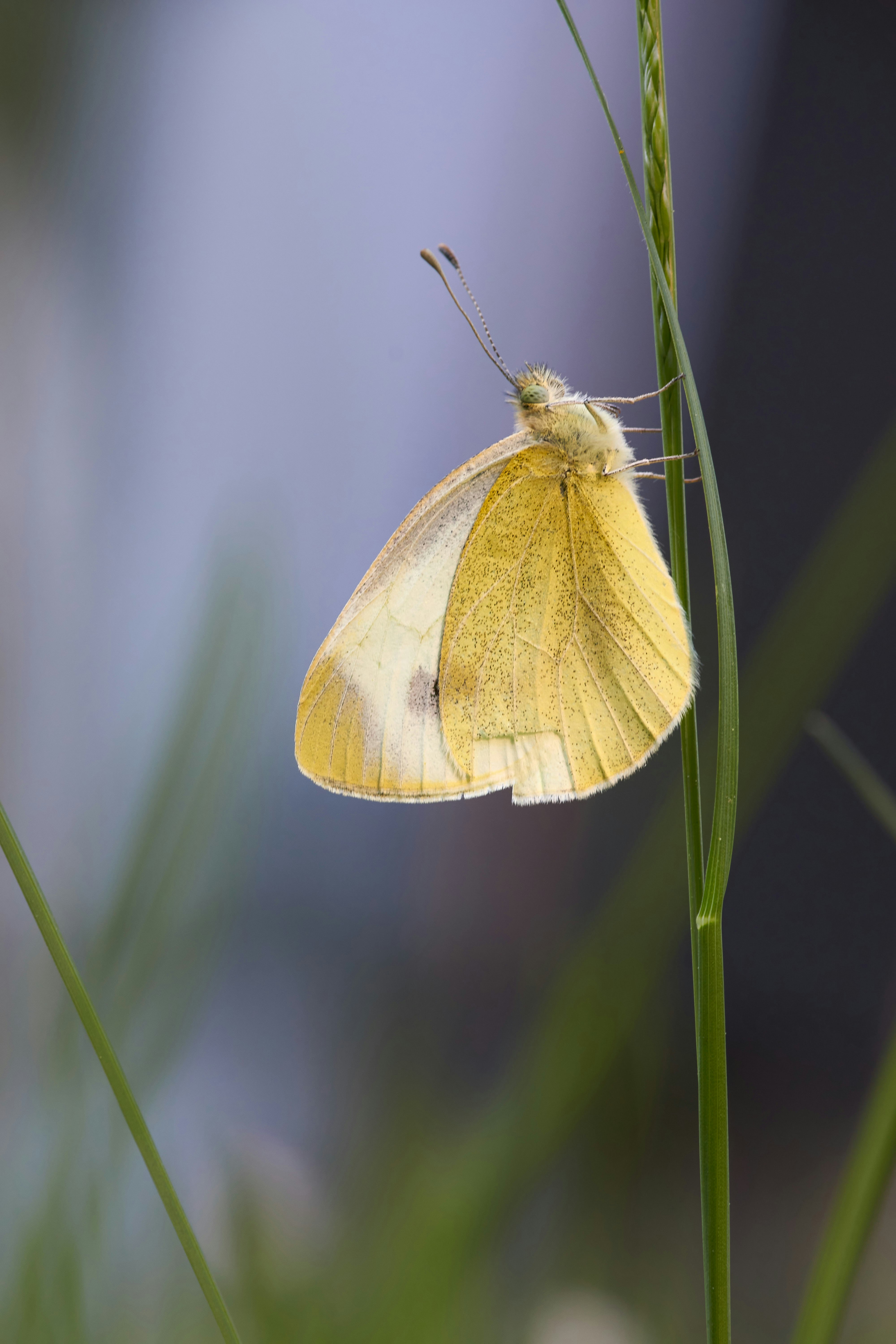 macro photography of green butterfly